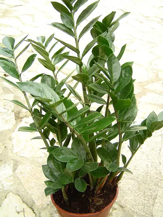 Zamioculcas – foto