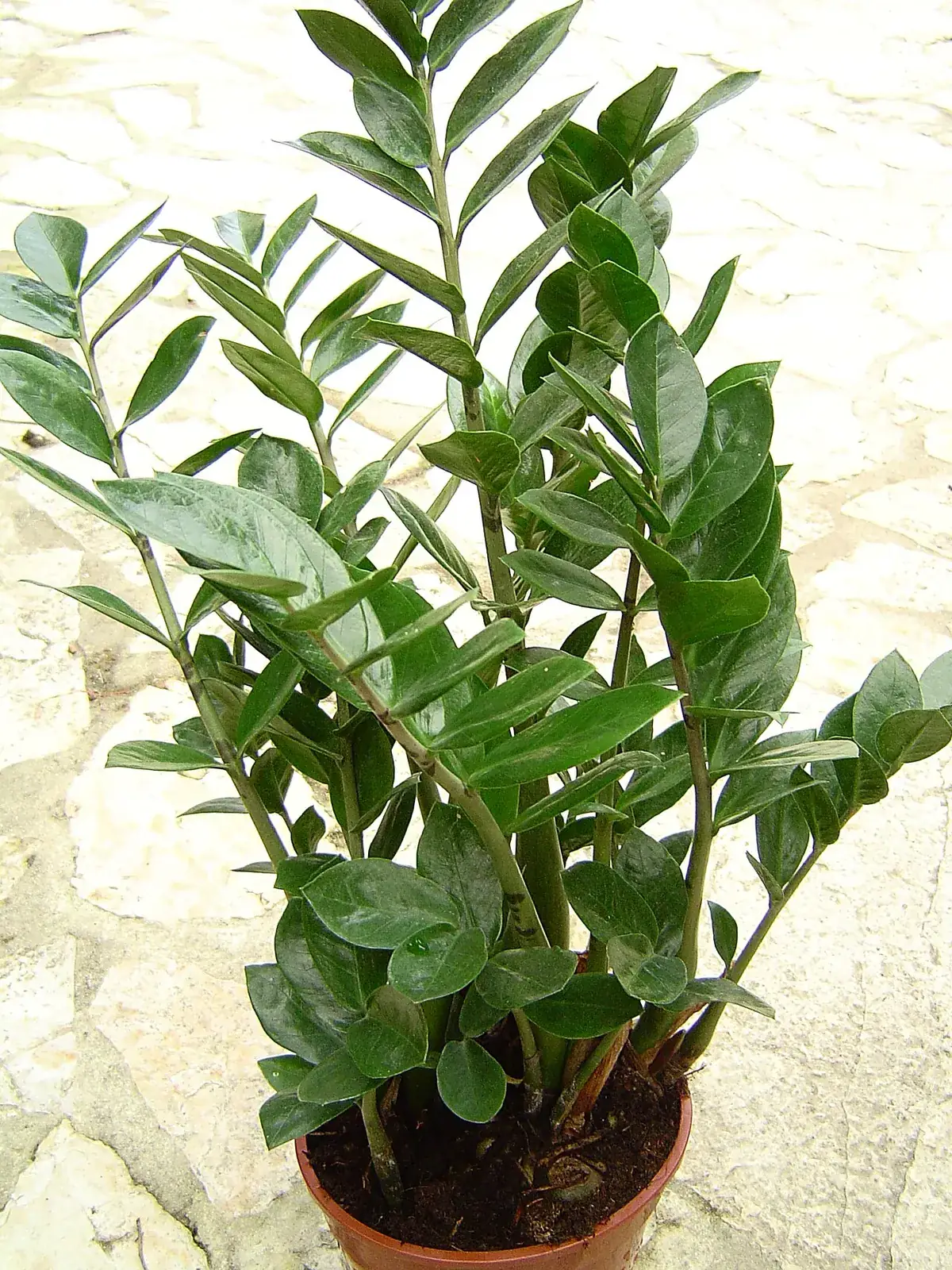 Zamioculcas – foto